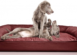 The Insider’s Guide to Best Cheap Dog Beds | 2022 | Affordable Prices