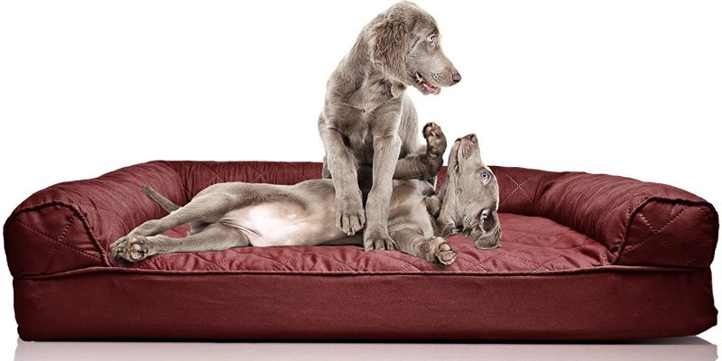 The Insider’s Guide to Best Cheap Dog Beds | 2022 | Affordable Prices